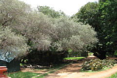 Olea europaea